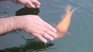 Fish plays fetch like a puppy