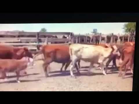 100 vacas 1ra parición con cría al pie