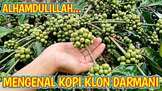 Download lagu KEUNGGULAN DAN KEKURANGAN JENIS KOPI KLON DARMANI mp3