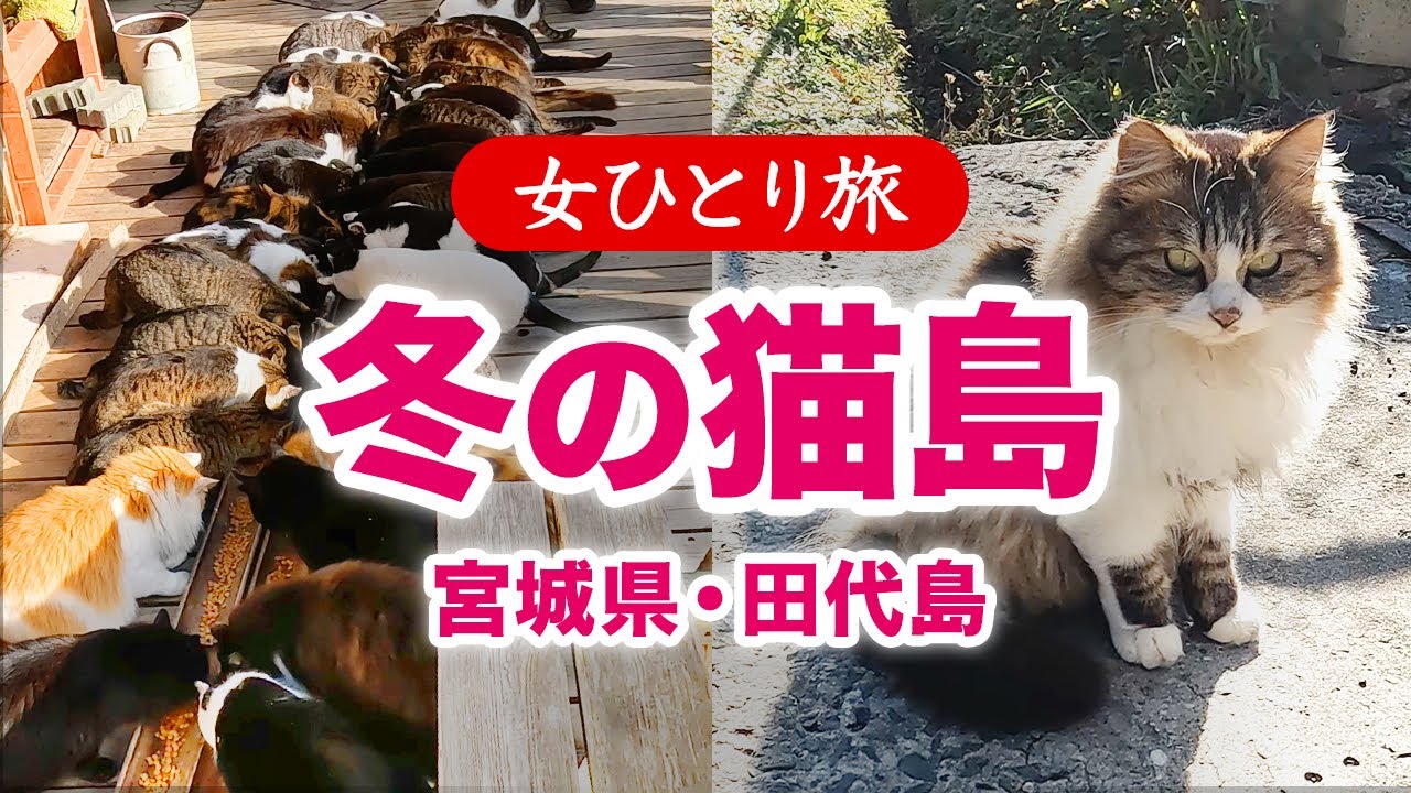 【女ひとり旅】冬の猫島／宮城県田代島 2026.01【国内旅行】