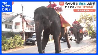タイ観光地ではゾウが“徒歩出勤” 航空運賃などの高騰で旅行客が大幅減の予想も… イラン情勢受け世界中でガソリン高騰｜TBS NEWS DIG