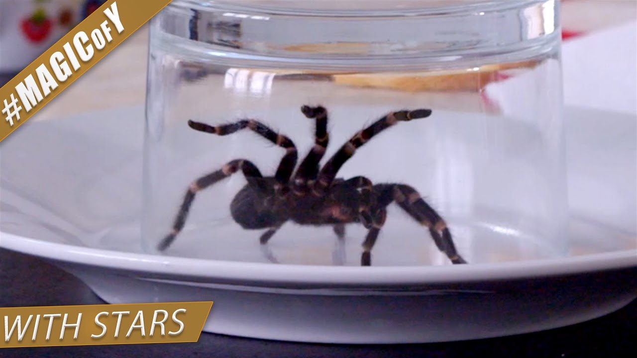 ANTEK KRÓLIKOWSKI MNIE ZABIJE | Magic of Y #Iluzjonista