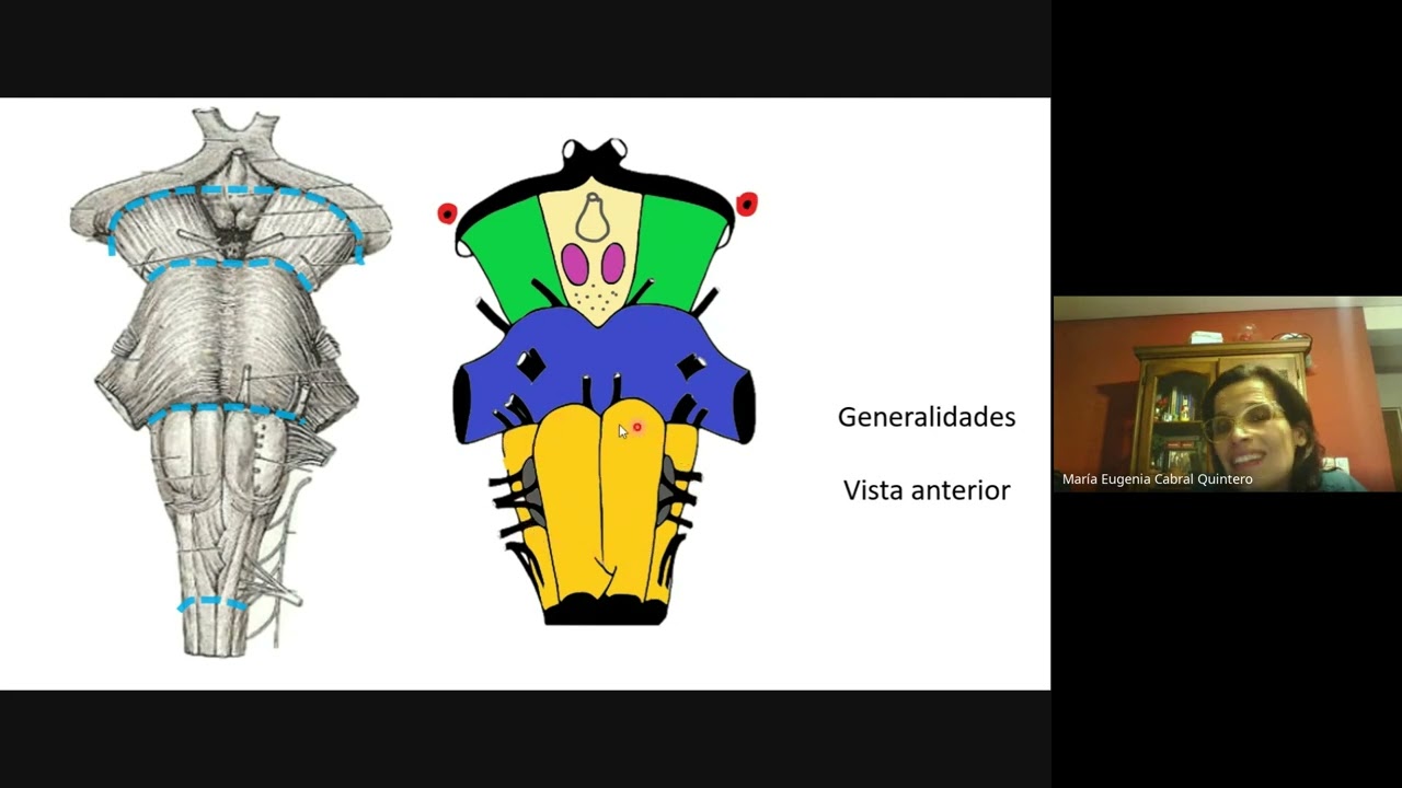 Curso Acompañamiento Anatomia SN - Tronco Encefalico - Prof Eugenia Cabral