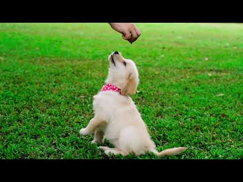 Beautiful Puppy 💖#doglife #puppy