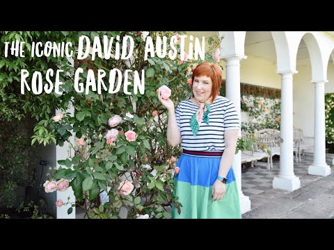 Inside the famous DAVID AUSTIN ROSE GARDEN in England