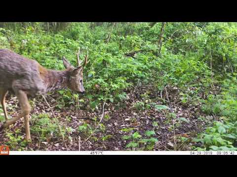 Wildcamerabeelden Dijleland (Vlaams-Brabant) - april 2019