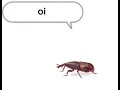 Oi Oe Oi A