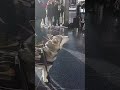 Cute Siberian Husky HOWLING At Performers STEALS THE SHOW (City Mushing Through HollyWood) #shorts