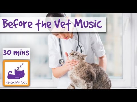 Cat Music for Before or After the Vets! Calm Down your Cat Scared of the Vets! 🐱 #VET06