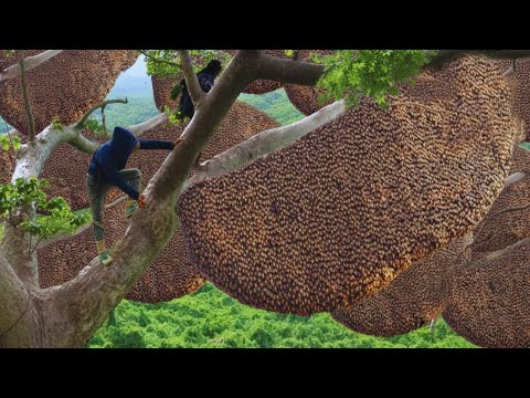 Forest Honey Harvest 2026 – High Above the Jungle Hunting Giant Beehives