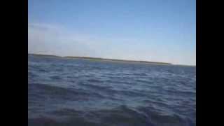 preview picture of video 'Dolphins passing by our kayak off Edisto Beach / Otter Island, South Carolina'