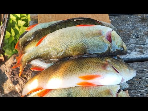 AHVEN OPEN 2023 | KORTTI KALOJA VAI UNELMOINTIA | AHVENEN KALASTUS  |