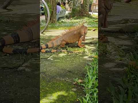 Parque de Palmares Alajuela,Costa Rica. Iguana.