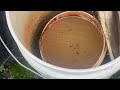 Buckets Filled with Mosquito Larvae in Manasquan, NJ