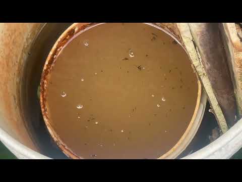 Buckets Filled with Mosquito Larvae in Manasquan, NJ