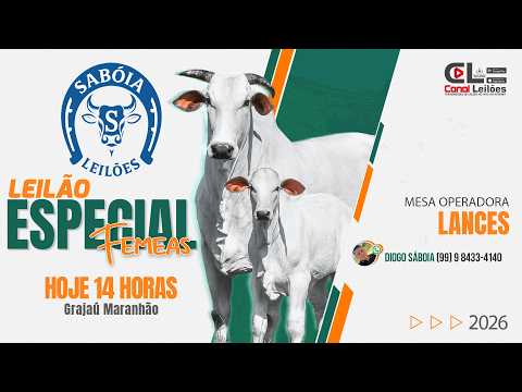 LEILÃO ESPECIAL DE FÊMEAS  E MACHOS SABÓIA LEILÕES | GRAJAÚ-MA 13/09/26