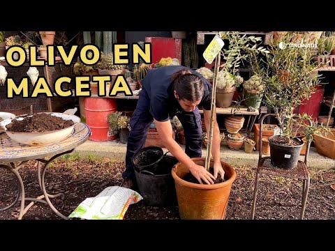 Needs of the Olive Tree in a Pot: Basic Care / Jardinatis