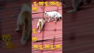 Download lagu Away pusa / Cats fighting part 2 with real sounds mp3