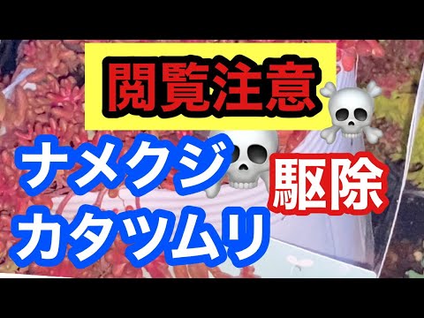 園芸 ナメクジやカタツムリとの戦い