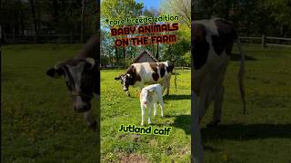 Foals, calves, chicks, piglets - Baby anmials on the farm - Rare Heritage breeds from cattle to pig