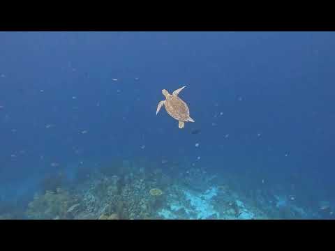 Majestic Sea Turtle Surfacing for Air | Bonaire Snorkeling Adventure | Amazing Underwater Footages 
