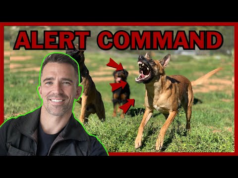 How to Train Your Dog to Alert on Command.