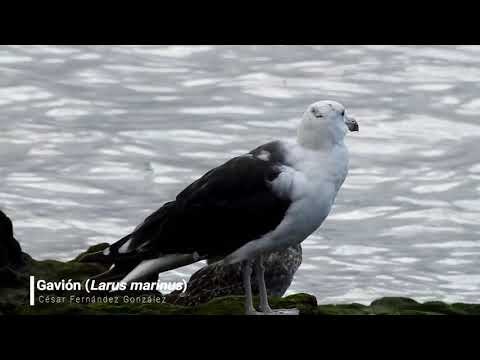 Vídeo de Larus marinus. <em>© César Fernández González