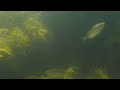 Avishai Cohen - Calm