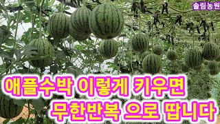 애플수박 이렇게 키우시면 남들보다 몇배는 땁니다 수박 순지르기,순치기,접심 재배방법 키우기 솔림농원 비닐하우…
