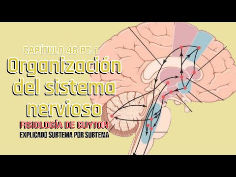 Chapter 46 1/5: Organization of the nervous system | Guyton's Physiology