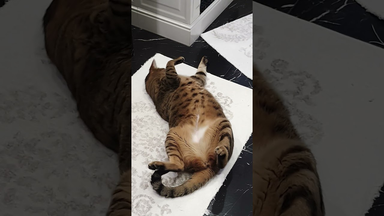 #trending #cat #youtube #catlover #cute #trendingshorts #trend #trendingvideo #viralshort #youtube