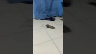 Download lagu racun tikus dijamin langsung mati ditempat mp3