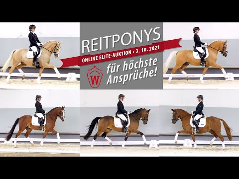 Trailer Reitponys Online Elite-Auktion 3. Oktober 2021