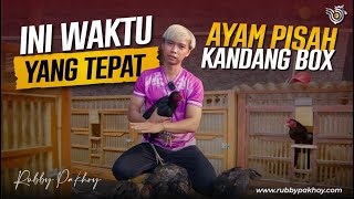 Download lagu KAPAN AYAM NAIK KANDANG BOX? mp3