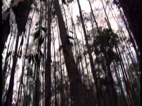 williamgarden - Freedom for Africa