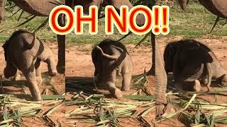 preview picture of video 'ลูกช้างวิ่งล้ม พลายดาวมงคลวิ่งล้ม babyelephant asia thailaand ep 97'