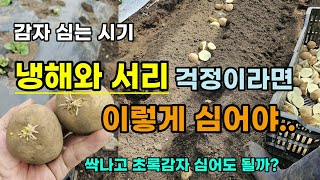 감자심는시기 냉해와서리가 걱정이라면 이렇게 심어보세요 싹난감자 초록감자 버리지 말고 비료포대나 스티로폼상자에…