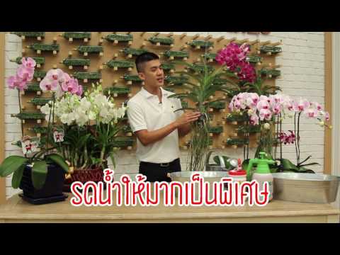 ทิงเจอร์พื้นบ้านของความอ่อนแอ โดยลดลงดังนั้นความแข็งแรง