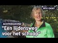 Blauwtongvirus komt eraan, herder Marianne houdt haar hart vast | RTV Oost