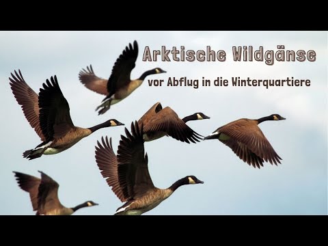 Arktische Wildgänse vor Abflug in die Winterquartiere
