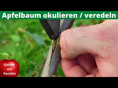 Grafting or grafting apples | Eye budding with T cut