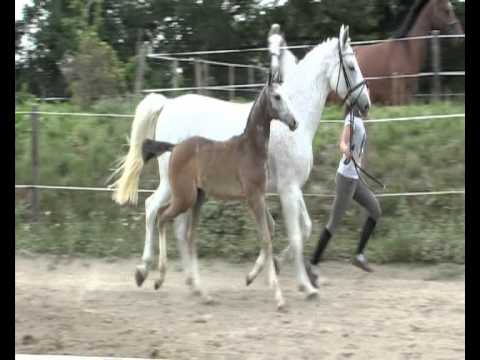 Cornets Stern - Oldenburger Hengstfohlen