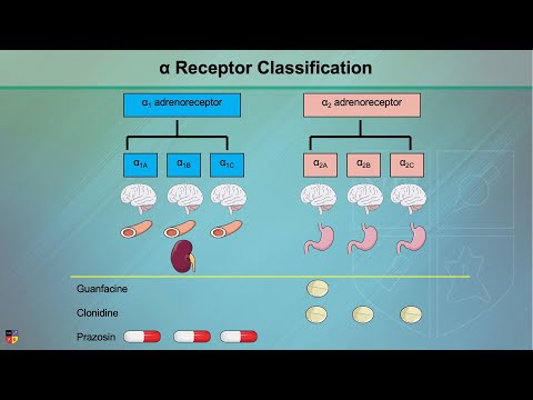 Alpha Adrenergic Receptors: Alpha-1 & Alpha-2