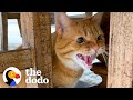 Cat Hates Everyone Especially Children But She S Obsessed With Her Granddad The Dodo Cat Crazy