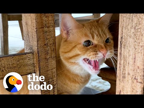 Cat Hates Everyone — Especially Children But She's Obsessed With Her Granddad  | The Dodo Cat Crazy
