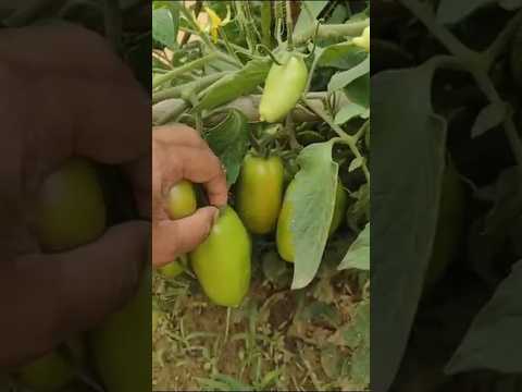 Tomateiro vigoroso em Belo Campo, Bahia.