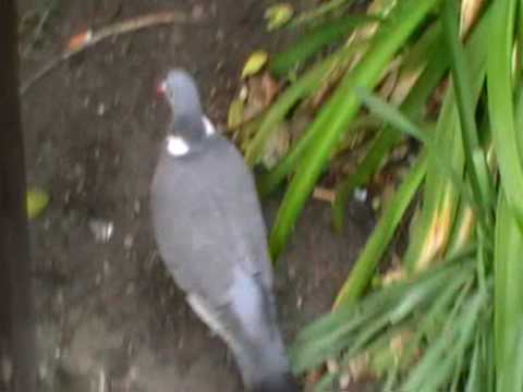 firu = taubenflüsterer