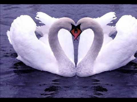 Le lac des cygnes ( Tchaikovski ).wmv