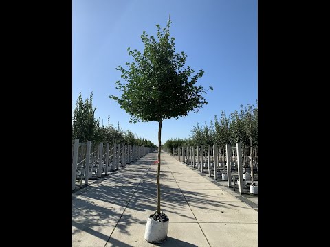 Ginkgobaum 'Fastigiata Blagon' | Säulen-Fächerblattbaum