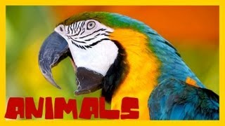 <span class='sharedVideoEp'>008</span> 動物 ANIMALS